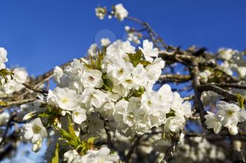 Asian cherry tree in full bloom with blue sky in background