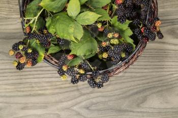Basket full of seasonal berries on fading wooden table
