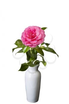 Blooming pink native flower in classic white vase