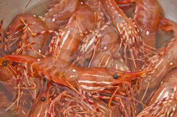 Fresh live shrimp in stainless steel bowl
