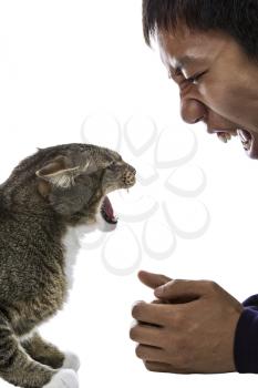 Gray tabby cats snarls at snarling man on white background