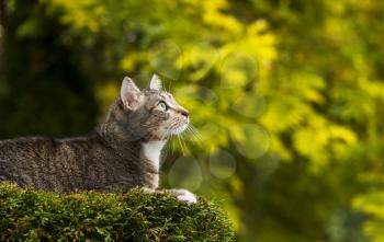 Young short haired grey tabby cat on top of tree with season fall trees in background