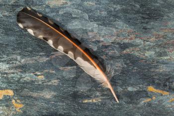 Single bright feather on natural stone background