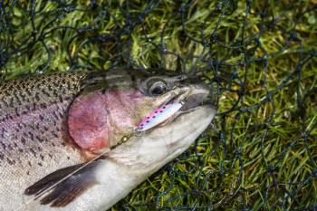 Large Rainbow Trout in net with lure in mouth on green grass background