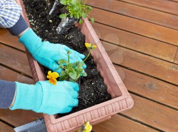 Planting flowers in tray on cedar deck floor