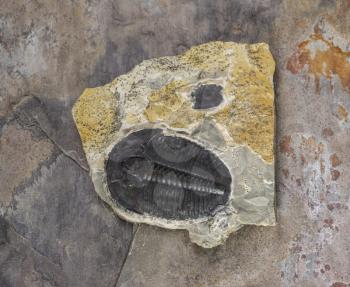 Whole Trilobite in limestone from Utah