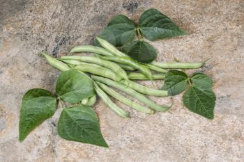 Fresh Green beans and leafs on natural stone background