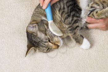 Photo of family cat being groomed with hair brush