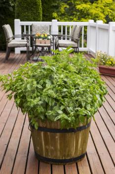 Home garden large leaf basil in barrel on wooden patio with table, chairs and trees in background