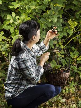 Mature women inspecting fresh blackberries while still attached to the stem