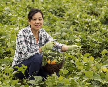 Mature women holding basket of Green Beans with smile in field