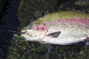 Large rainbow trout being landed in shallow water