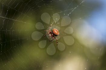 large garden spider in web with water droplets, trees and blue sky in background