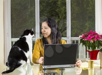 Mature Asian woman looking into family cat face while working at home with notebook computer on glass table with large windows in background