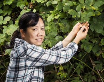 Mature women picking blackberries during peak season