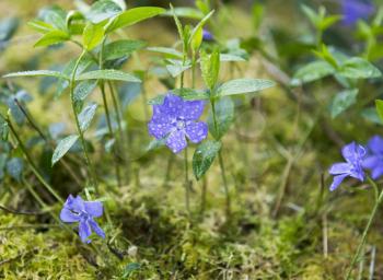 Native violet flowers in plush moss with Green background