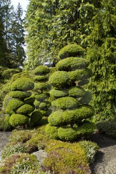 Neatly shaped trees in Japanese Garden with large evergreens in background