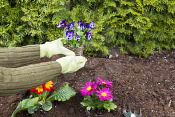 Two hands, wearing gloves, planting flowers in flowerbed with green bushes in background