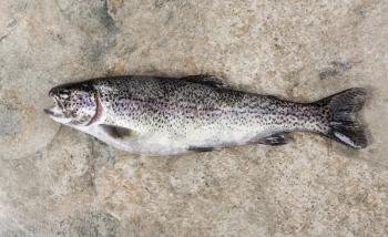 Fresh mature rainbow trout on natural stone background