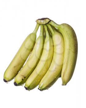 Raw yellow bananas in large bunch with water drops on white background