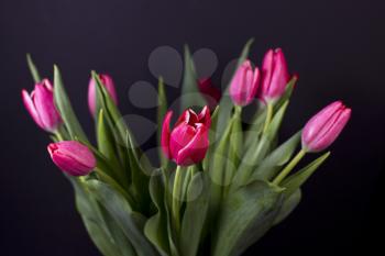 Closeup of red tulips on dark background