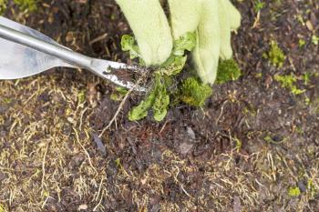 Horizontal photo of gloved hand holding weed with full root and tool removed from soil