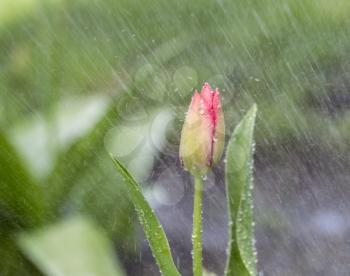 Horizontal photo of single Tulip flower in April rain shower with green background