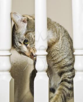 Gray tabby cat watching thru white staircase spindles