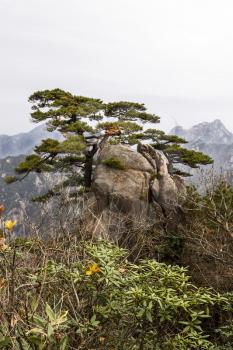 Vertical shot of pine tree coming out of large rock with Yellow Mountain valley in background