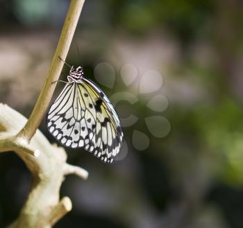 White butterfly on tree branch with green background