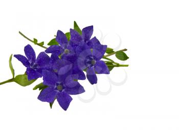 Beautiful wild spring blue flowers