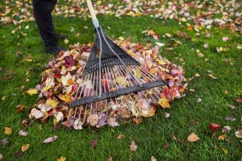 Person holding yard rake with pile of autumn leaves under rake