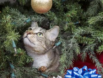Gray Tabby cat starring at golden ornament while inside of Christmas Tree