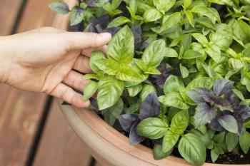 Horizontal photo of female holding fresh large Italian basil with pot and cedar in deck in background

