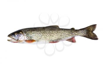 Horizontal photo of a wild Cutthroat trout, in pristine condition, isolated on a white background 
