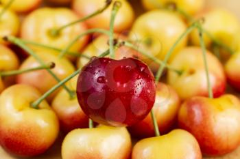 Closeup horizontal photo of a single red Rainier cherry, with water drops, in pile of golden cherries in background 