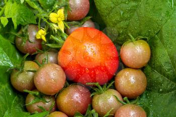 Focus on single large ripe tomato in a pile of freshly picked small tomatoes, water droplets on them, with green leaves and yellow tomato flower buds in background 