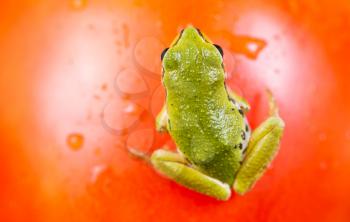 Closeup photo of green garden frog on blurred out ripe tomato surface background