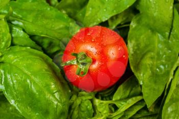 Horizontal photo of a single ripe tomato in a pile of freshly picked large leaf basil with water droplet on them