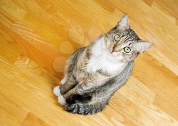 Angled photo of grey short hair tabby cat, looking forward, while sitting on oak wooden floors