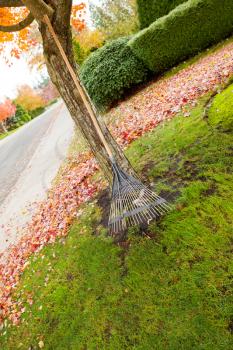 Vertical photo of fan rake leaning against maple tree with autumn leaves lying on the lawn in background  