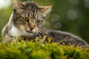 Horizontal photo of cat face, with tongue sticking out, outdoors on top of evergreen bush and blurred out trees in background