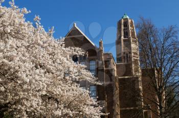Horizontal photo of Japanese cherry tree blossoms in front of University of Washington buildings on lovely spring day