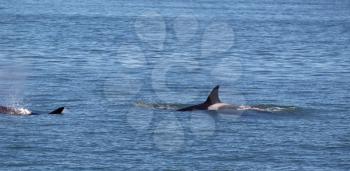 Horizontal photo of a two young adult Orca Whales, following each other, within the San Juan Islands on a beautiful summer day