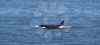 Horizontal photo of a single young adult Orca Whale, breaking the surface, within the San Juan Islands on a beautiful summer day