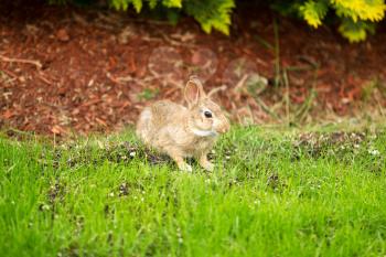 Horizontal photo of young wild rabbit eating fresh grass with flowerbed in background 