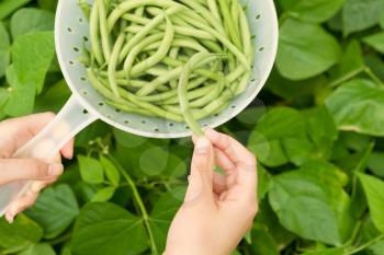 Closeup horizontal view of female hand holding freshly picked bush green bean with plastic container and bean plants in background 
