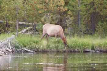 Horizontal image of large healthy mature female elk cow grazing next to the Madison River during an insect hatch with woods in background 