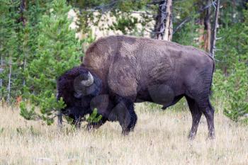 Closeup horizontal view of a healthy large North American Bison (Buffalo) rubbing their head against pine tree