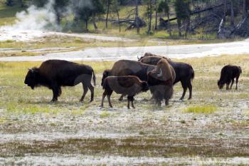 Horizontal image of young North American Buffalo showing affection towards her mother buffalo with herd and hot springs in background within Yellowstone Park 